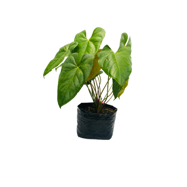 ANTURIO ROSADO HOJA GRANDE