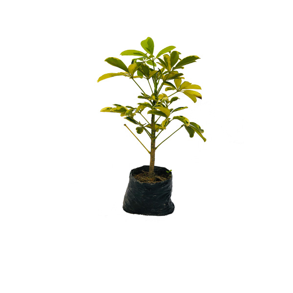 CHIFLERA AMARILLA PEQUEÑA