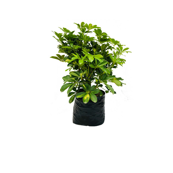 CHIFLERA VERDE MEDIANA