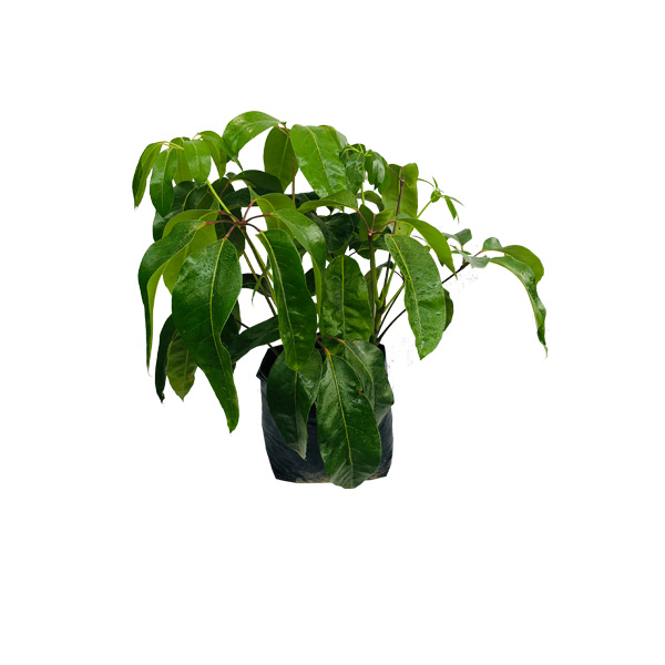 CHIFLERA MACHO