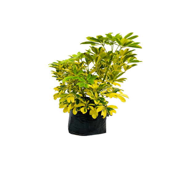CHIFLERA AMARILLA MEDIANA