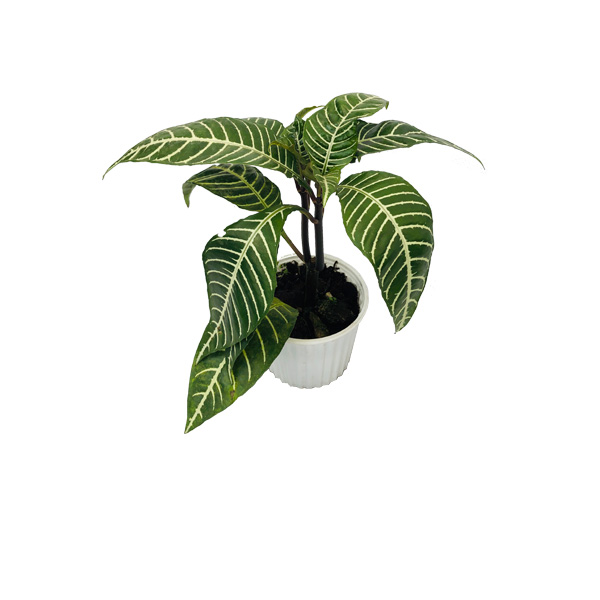 ZEBRA BLANCA