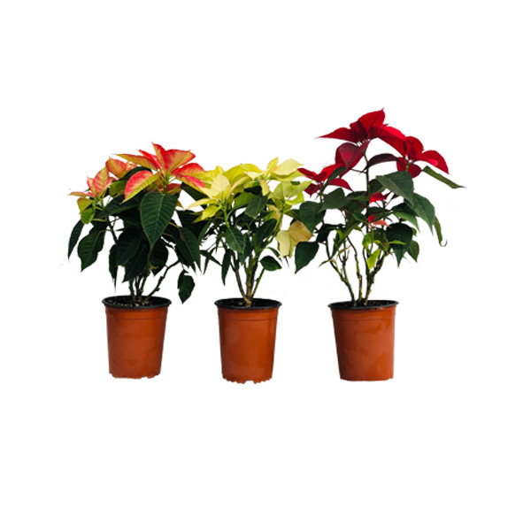 PONSETIA DE NAVIDAD