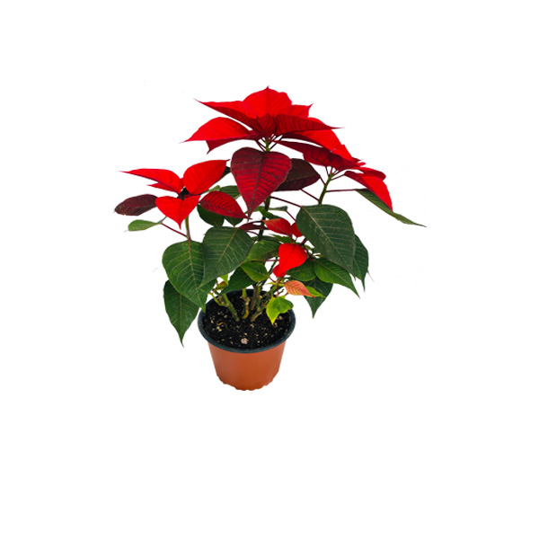 PONSETIA DE NAVIDAD ROJA