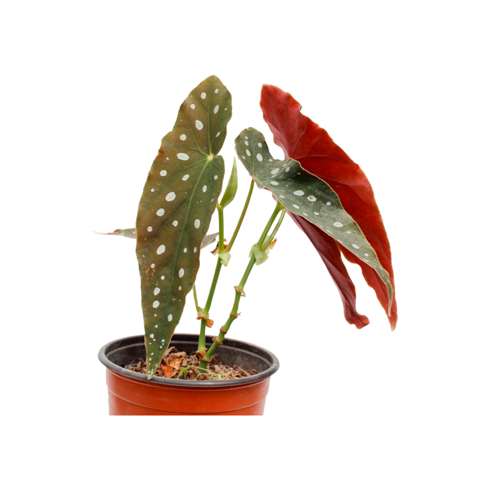 BEGONIA HOJA BICOLOR